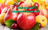 Розы плетистые