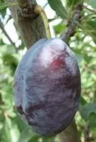 Саженцы сливы Стенли, трехлетка