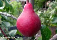 Саженцы зимних груш