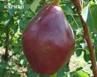 Саженцы осенних груш